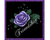 Purple"Friendship"Rose