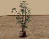 {iSC} Eden Bamboo Plant