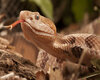 Snake club