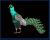 {DS}Tropique Peacock