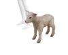 Lamb Pet