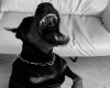 ☆ doggy