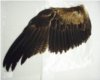 eagle wings