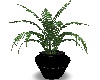 Fern~Plant~Green