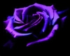 Purple Rose BRB Box 