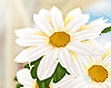 [BP] Daisies Bouquet