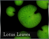 lotus leaves_1