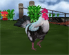 Anim Rooster