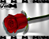 Handheld Red Pose Rose