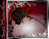 [B]Bloody Black Rose[B]