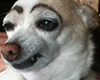 doggobrows