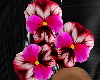 Pansy Hair flowers R