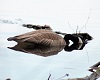 [PC]Animals-Goose2