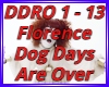 Dog Day R Over Florence
