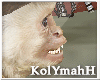 KYH |The RockII monkey