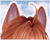🦴 Fox Ears Pumpkin