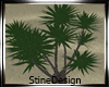 !! Palm Tree