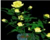 Yellow Potted Rose