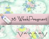 36 Weeks Pregnant (P)