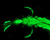 .:Green Galaxy Dome:.