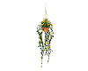 Hanging Plant