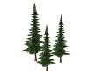 A Pine Tree Group of 3