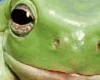 frog smile