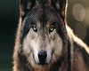 wolf poster