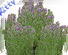 *KDD lavender (garden)