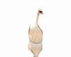 Swan Animated