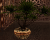 Bronze Arabika Plant