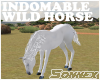 Indomable wild horse