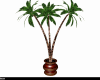 Palm in Planter