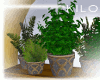 ☺ Boho Plants
