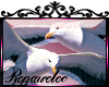 *R* Seagulls Enhancer