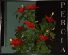 SC: Red Hibiscus Tree