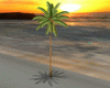 |Phy|Oasis Palm Animated