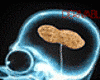 Peanut Brain.