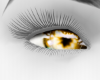 [L] Leopard eyes
