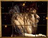Fenêtre Lion M32