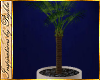 I~Office Palm Plant