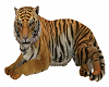 Tiger Cat Pets
