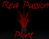 Red Passion Plant