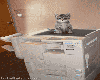 Cat Scan Animated