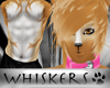 Whiskers :Gngr Tabby M