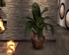 1616  Potted Fern