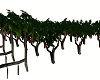 Grapevine Trees