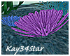Under the Sea Anemone