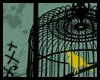 [v]The Caged Bird Dreams
