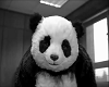 never say no to a panda